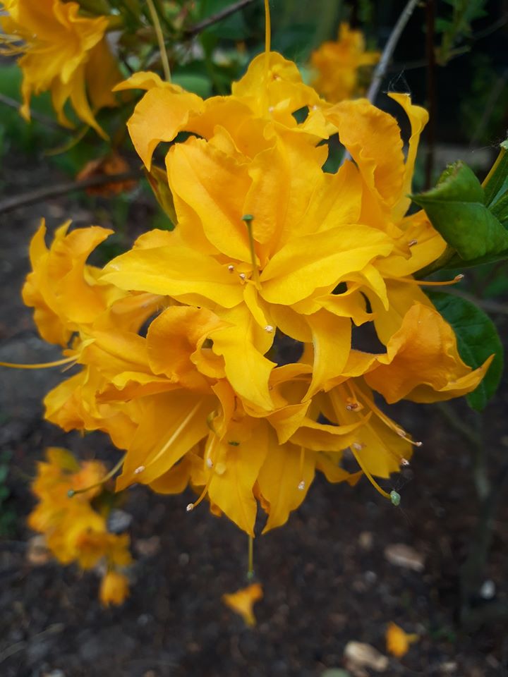 Unknown hybrid